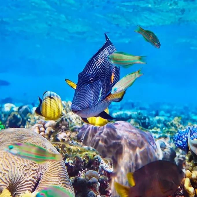 Exploration sous-marine