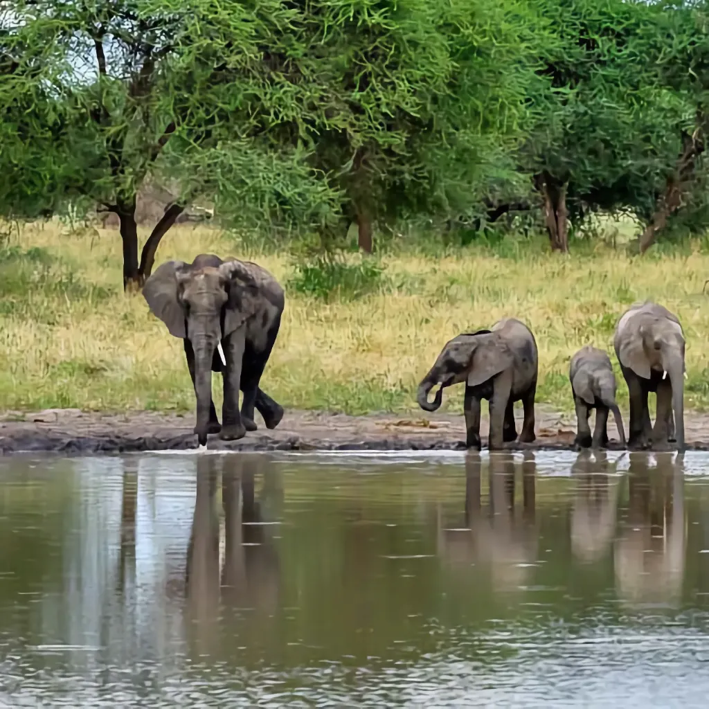 Les Géants de Tarangire
